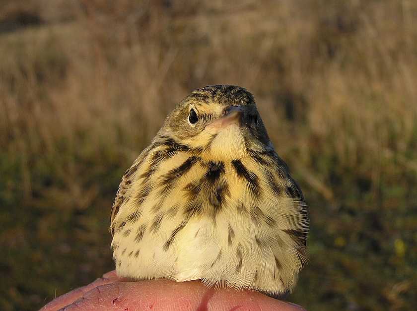 Tree Pipit, Sundre 20050513